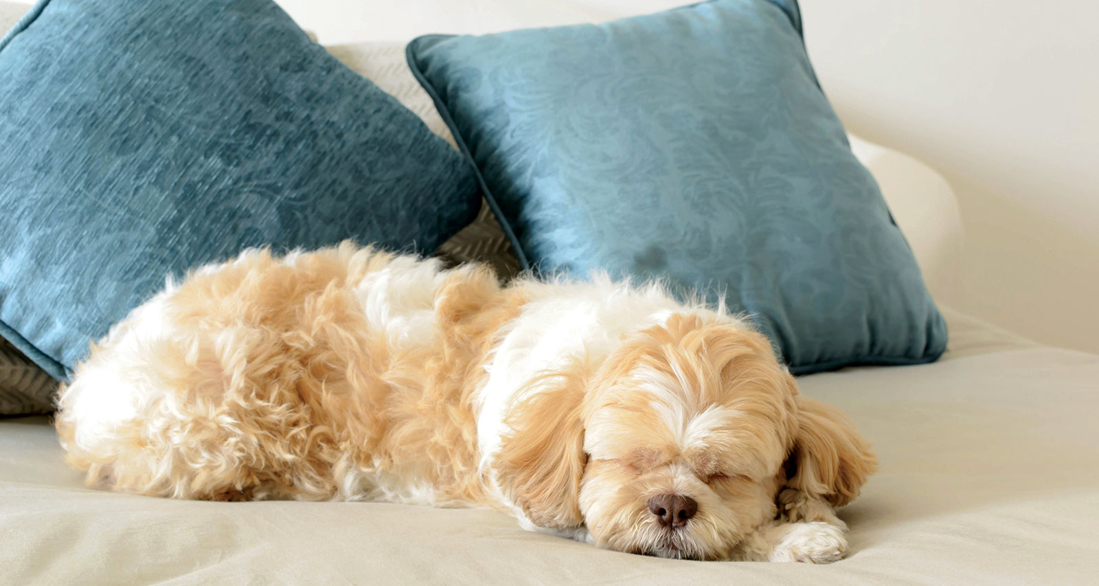 Pet friendly attractions near me offer a variety of exciting places to visit with your pet